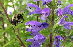 Image result for Dracocephalum moldavicum