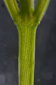 Attēlu rezultāti vaicājumam “Chara rudis”