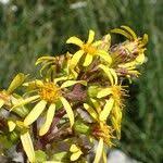 Attēlu rezultāti vaicājumam “Ligularia sibirica flower”