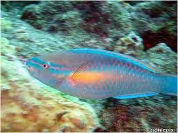 Image result for Scarus taeniopterus