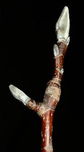 Attēlu rezultāti vaicājumam “Magnolia acuminata bud”