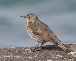 Image result for Anthus petrosus