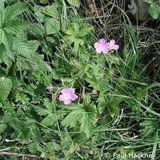 Attēlu rezultāti vaicājumam “Geranium sylvaticum leaf”