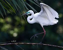 Attēlu rezultāti vaicājumam “Egretta alba adult”