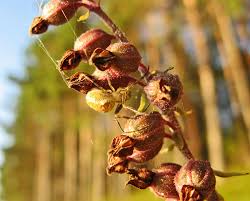 Attēlu rezultāti vaicājumam “Oenothera rubricauli bud”