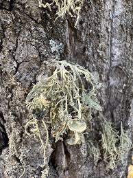Attēlu rezultāti vaicājumam “Ramalina calicaris”