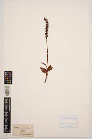 Attēlu rezultāti vaicājumam “Herminium monorchis”