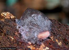 Attēlu rezultāti vaicājumam “Dictydiaethalium plumbeum spores”