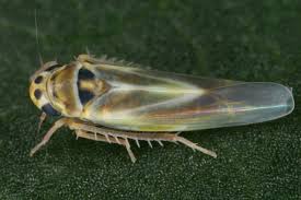 Attēlu rezultāti vaicājumam “Hoplia parvula imago”