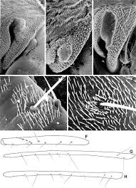 Attēlu rezultāti vaicājumam “Alloeotomus sp.”