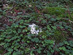 Attēlu rezultāti vaicājumam “Claustria didermoides stalked”