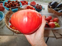 Afbeeldingsresultaat voor erdie family oxheart tomato