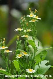 Attēlu rezultāti vaicājumam “Lactuca sativa flower”