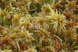 Attēlu rezultāti vaicājumam “Sphagnum fallax”