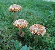 Attēlu rezultāti vaicājumam “Amanita regalis”