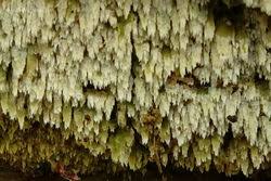 Attēlu rezultāti vaicājumam “Hyphodontia barba-jovis”