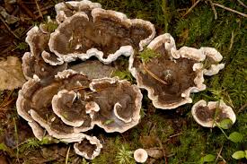 Attēlu rezultāti vaicājumam “Phellodon melaleucus”