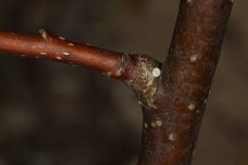 Attēlu rezultāti vaicājumam “Thecla betulae underside”