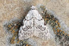 Attēlu rezultāti vaicājumam “Nola confusalis”