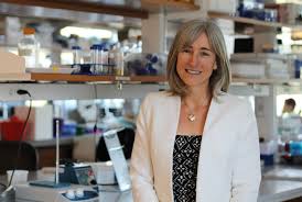 Image result for Alonsoa liniflora