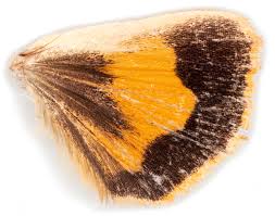 Attēlu rezultāti vaicājumam “Euphydrias aurinia upperside”