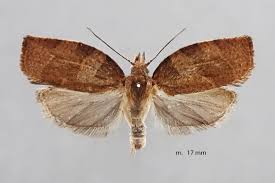 Attēlu rezultāti vaicājumam “Pandemis heparana”