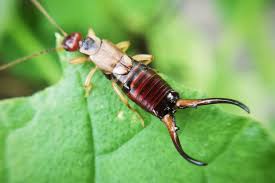 Attēlu rezultāti vaicājumam “Forficula auricularia”