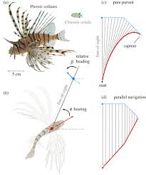 Image result for Pterois volitans