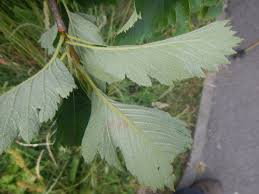 Attēlu rezultāti vaicājumam “Sorbus intermedia leaf”