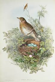 Attēlu rezultāti vaicājumam “Turdus viscivorus nest”