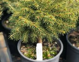 Attēlu rezultāti vaicājumam “Picea abies fo. virgata fruit”