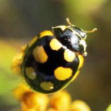 Attēlu rezultāti vaicājumam “Coccinula quatuordecimpustulata”