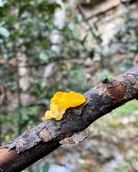 Attēlu rezultāti vaicājumam “Tremella mesenterica”