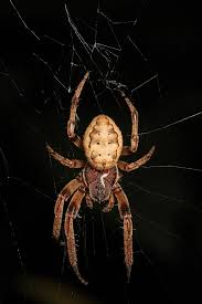 Attēlu rezultāti vaicājumam “Larinioides cornutus”