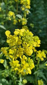 Attēlu rezultāti vaicājumam “Sinapis alba leaf”