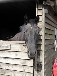 Image result for Palmers Riding Stables