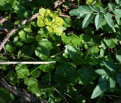Attēlu rezultāti vaicājumam “Chrysosplenium alternifolium leaf”