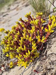 Attēlu rezultāti vaicājumam “Alyssum gmelinii”