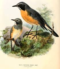 Image result for Irania gutturalis