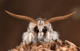 Attēlu rezultāti vaicājumam “Diloba caeruleocephala”