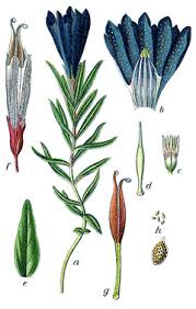 Attēlu rezultāti vaicājumam “Gentiana pneumonanthe flower”