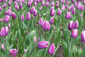 Attēlu rezultāti vaicājumam “Tulipa gesneriana”