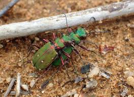 Attēlu rezultāti vaicājumam “Cicindela campestris”