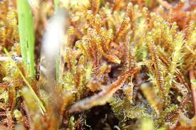 Attēlu rezultāti vaicājumam “Scorpidium revolvens”