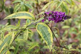 Image result for Buddleja davidii