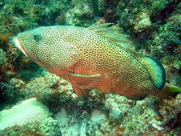 Image result for Epinephelus guttatus