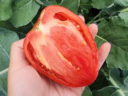 Afbeeldingsresultaat voor erdie family oxheart tomato