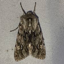 Attēlu rezultāti vaicājumam “Brachionycha nubeculosa”