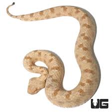 Image result for Spen Valley Vipers