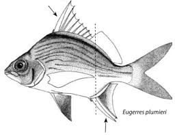 Image result for Eugerres plumieri